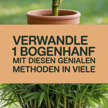 Verwandle 1 Bogenhanf mit diesen genialen Methoden in viele