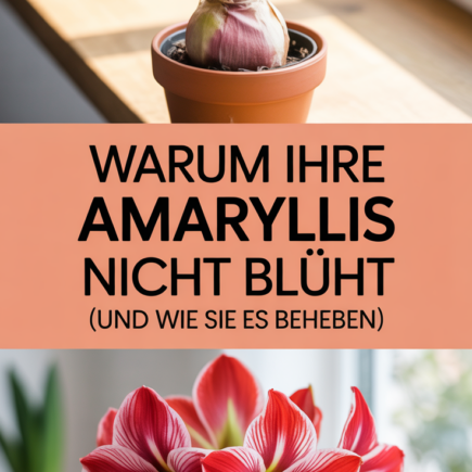 Warum Ihre Amaryllis nicht blüht (und wie Sie es beheben!)