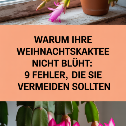 Warum Ihre Weihnachtskaktee nicht blüht: 9 Fehler, die Sie vermeiden sollten