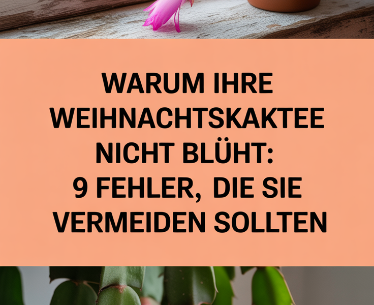 Warum Ihre Weihnachtskaktee nicht blüht: 9 Fehler, die Sie vermeiden sollten