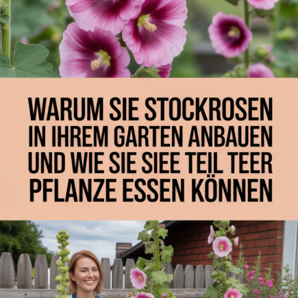 Warum Sie Stockrosen in Ihrem Garten anbauen sollten und wie Sie jede Teil dieser Pflanze essen können