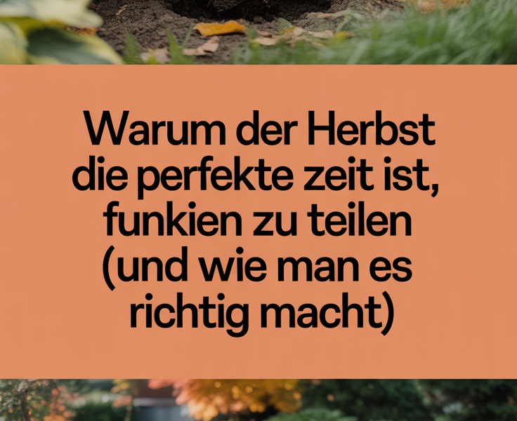 Warum der Herbst die perfekte Zeit ist, Funkien zu teilen (und wie man es richtig macht)