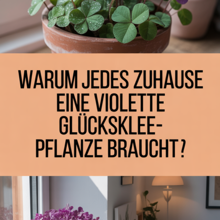 Warum jedes Zuhause eine violette Glücksklee-Pflanze braucht