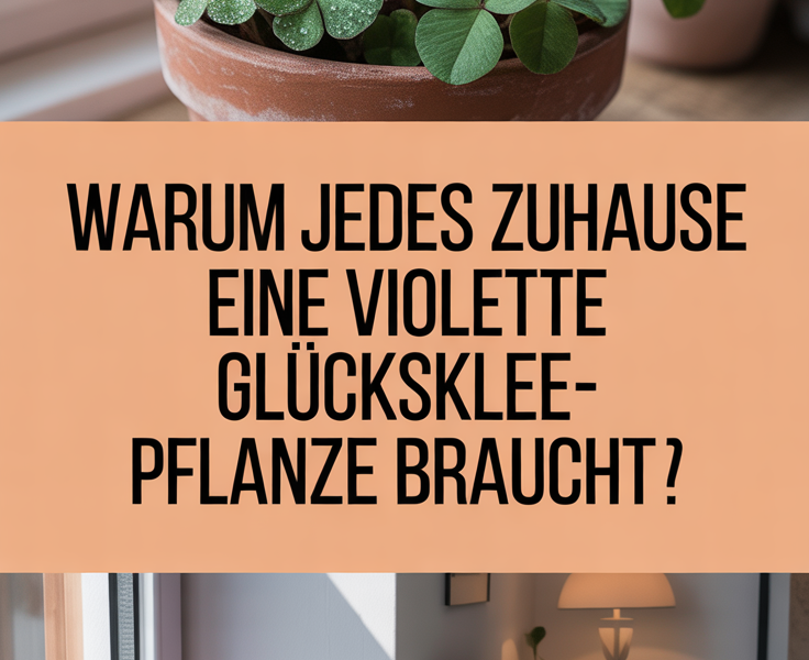 Warum jedes Zuhause eine violette Glücksklee-Pflanze braucht
