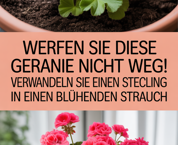 Werfen Sie diese Geranie nicht weg! Verwandeln Sie einen Steckling in einen blühenden Strauch