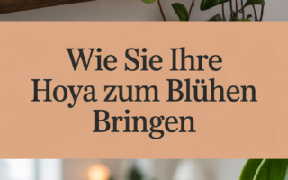 Wie Sie Ihre Hoya zum Blühen bringen