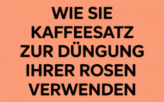 Wie Sie Kaffeesatz zur Düngung Ihrer Rosen verwenden