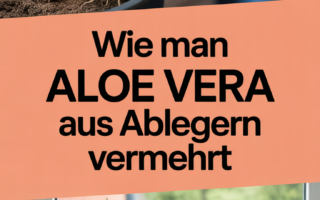Wie man Aloe Vera aus Ablegern vermehrt