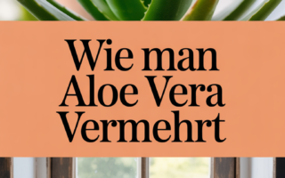 Wie man Aloe Vera vermehrt