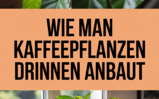 Wie man Kaffeepflanzen drinnen anbaut