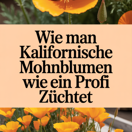 Wie man Kalifornische Mohnblumen wie ein Profi züchtet