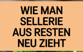 Wie man Sellerie aus Resten neu zieht