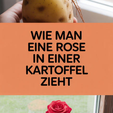 Wie man eine Rose in einer Kartoffel zieht