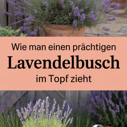 Wie man einen prächtigen Lavendelbusch im Topf zieht