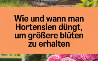 Wie und wann man Hortensien düngt, um größere Blüten zu erhalten
