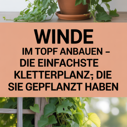 Winde im Topf anbauen – die einfachste Kletterpflanze, die Sie je gepflanzt haben