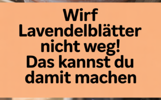 Wirf Lavendelblätter nicht weg! Das kannst du damit machen