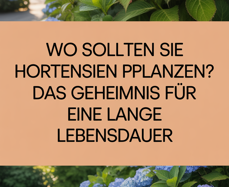 Wo sollten Sie Hortensien pflanzen? Das Geheimnis für eine lange Lebensdauer